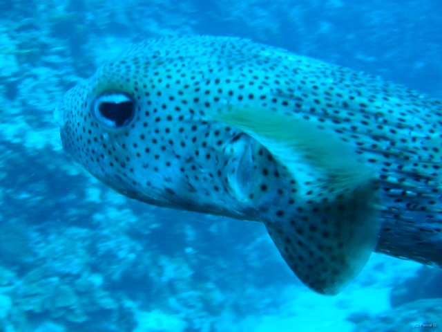Martinique poissons 041 
